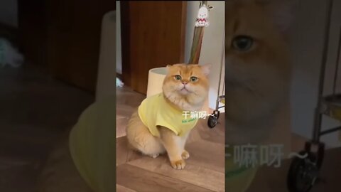 Who wants this cute cat? 🤣#shorts #animals #funny #ytshorts #cats #dogs #perros