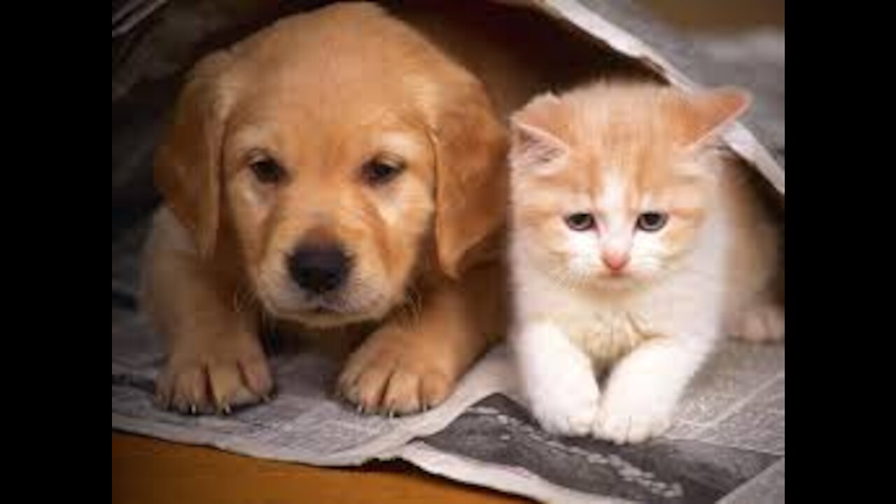 Funny cat and dog