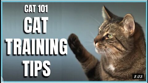 Cat Traning 101 Tips Watch Now 💯% Work