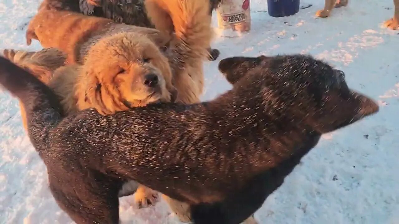 Caucasian Ovcharka, aboriginal Tibetan Mastiff, Asian Bear and Noble Bear