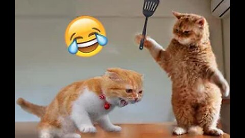 Funny Dog And Cat Clips