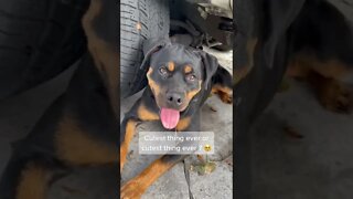 Cutest Rottweiler Ever? Yep! 🤩 #Shorts #rottweiler #dogs