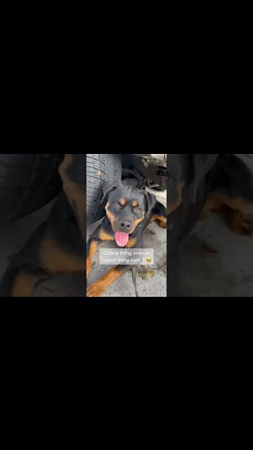 Cutest Rottweiler Ever? Yep! 🤩 #Shorts #rottweiler #dogs