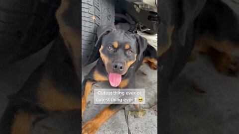Cutest Rottweiler Ever? Yep! 🤩 #Shorts #rottweiler #dogs