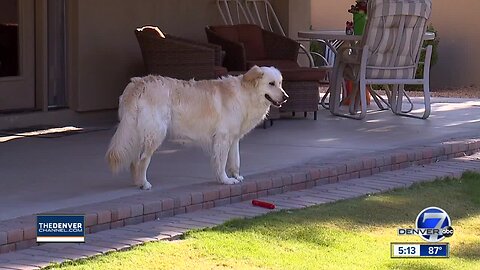 Vets warn of dangers pets face in hot weather