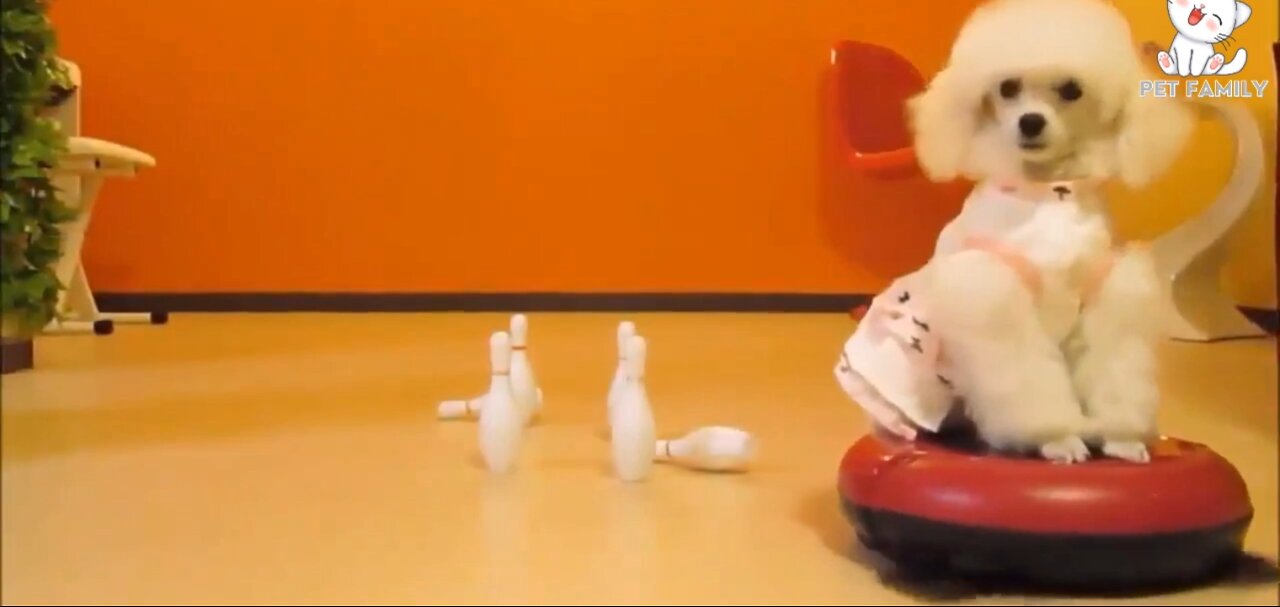 Dog playing in home with toys