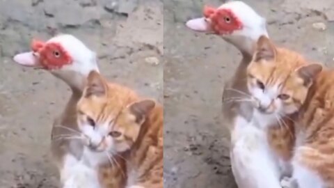 Friendship between a Cat and Duck