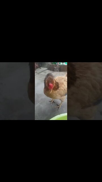 Nasceram os dois pintinhos da galinha do olho azul