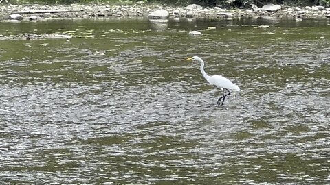 White Egret Humber River Toronto