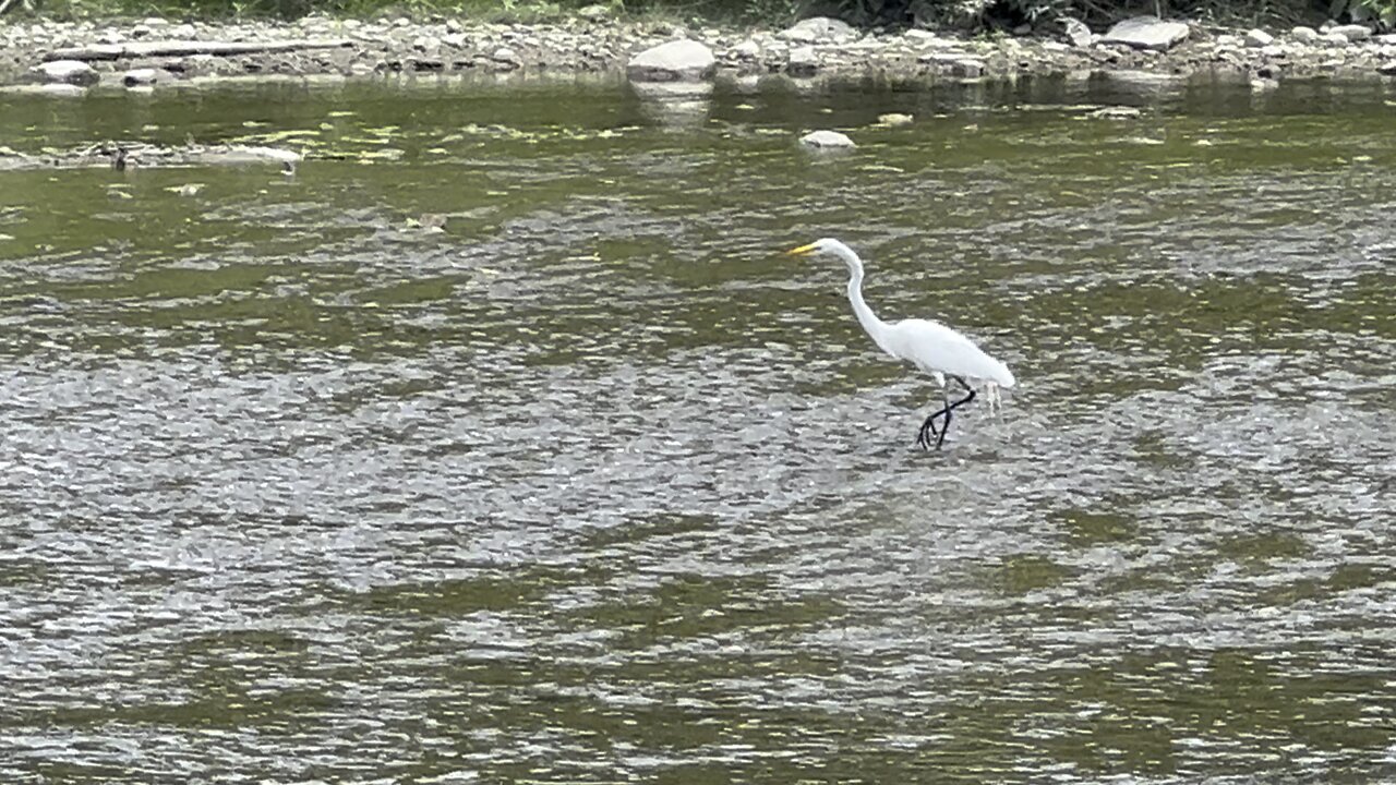 White Egret Humber River Toronto