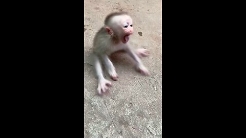 COMEDY MONKEY 🐵🐵