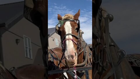 Amish working horses￼