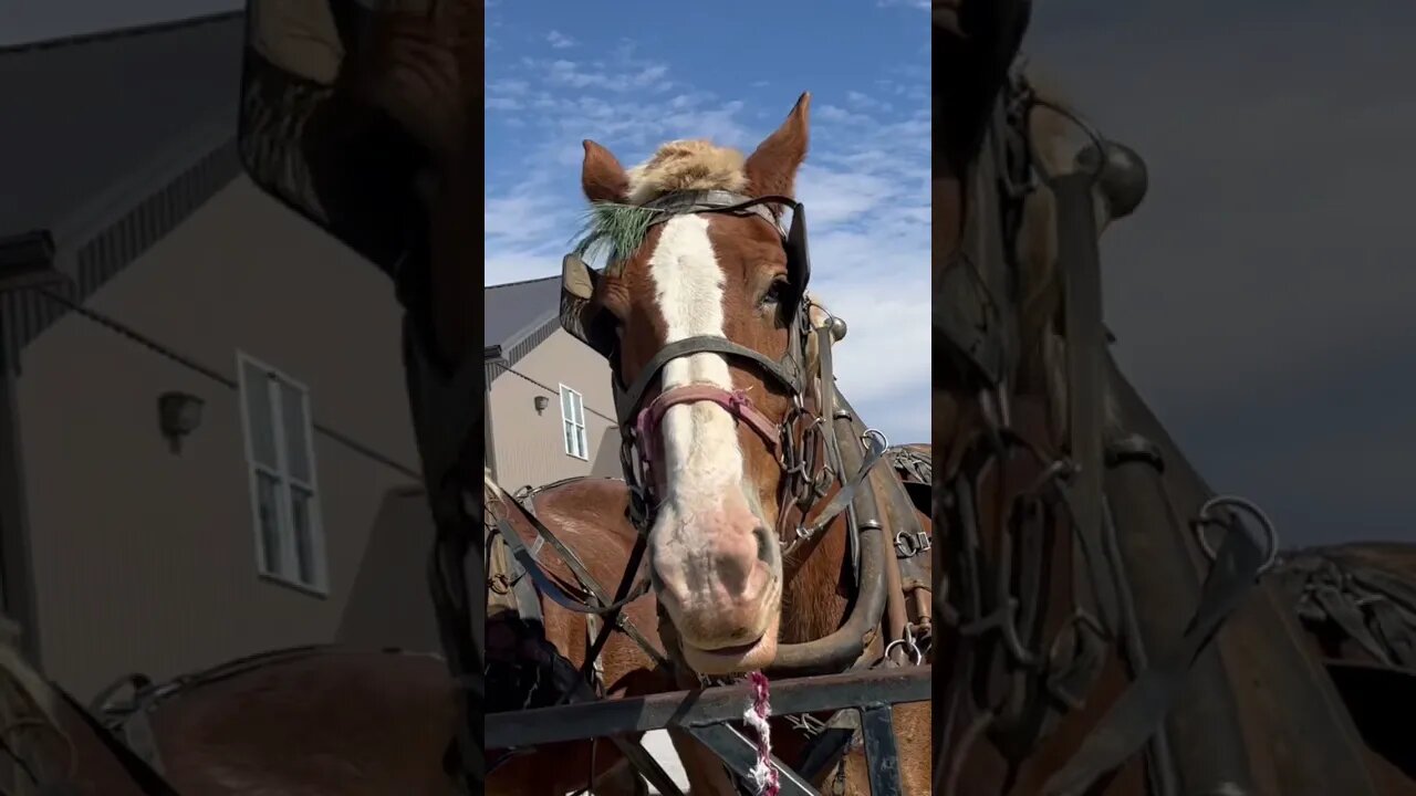 Amish working horses