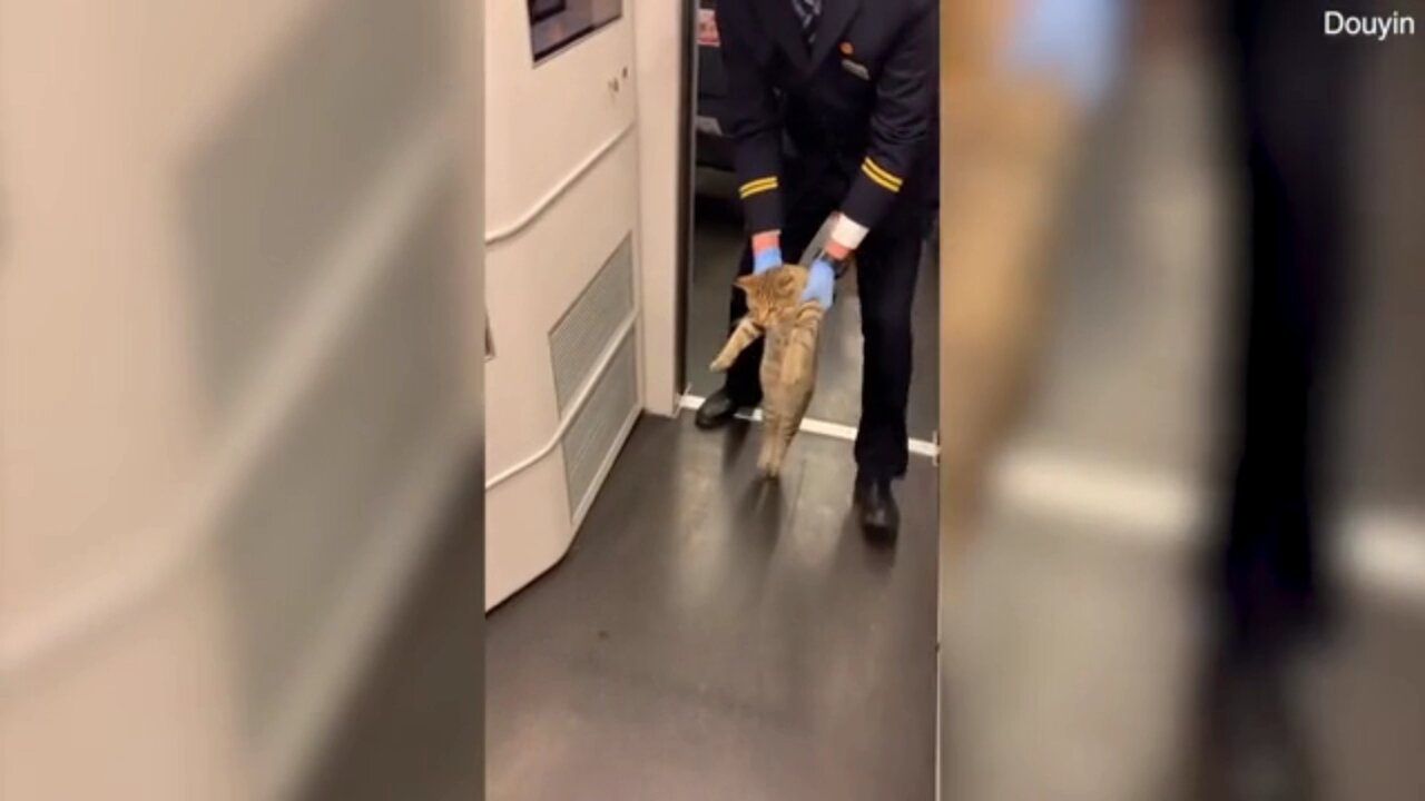 Drunken Cat Escorted Off Train in China