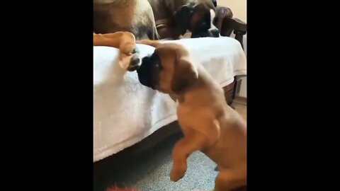 My love boxer dog ✌️✌️✌️#shorts #shortsfeed #clips #shortvideo