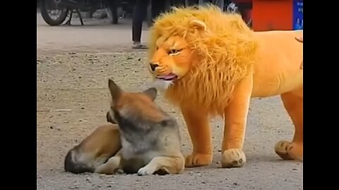 Troll Prank Dog Funny & fake Lion and Fake Tiger Prank To dog & Huge Box Prank to dog