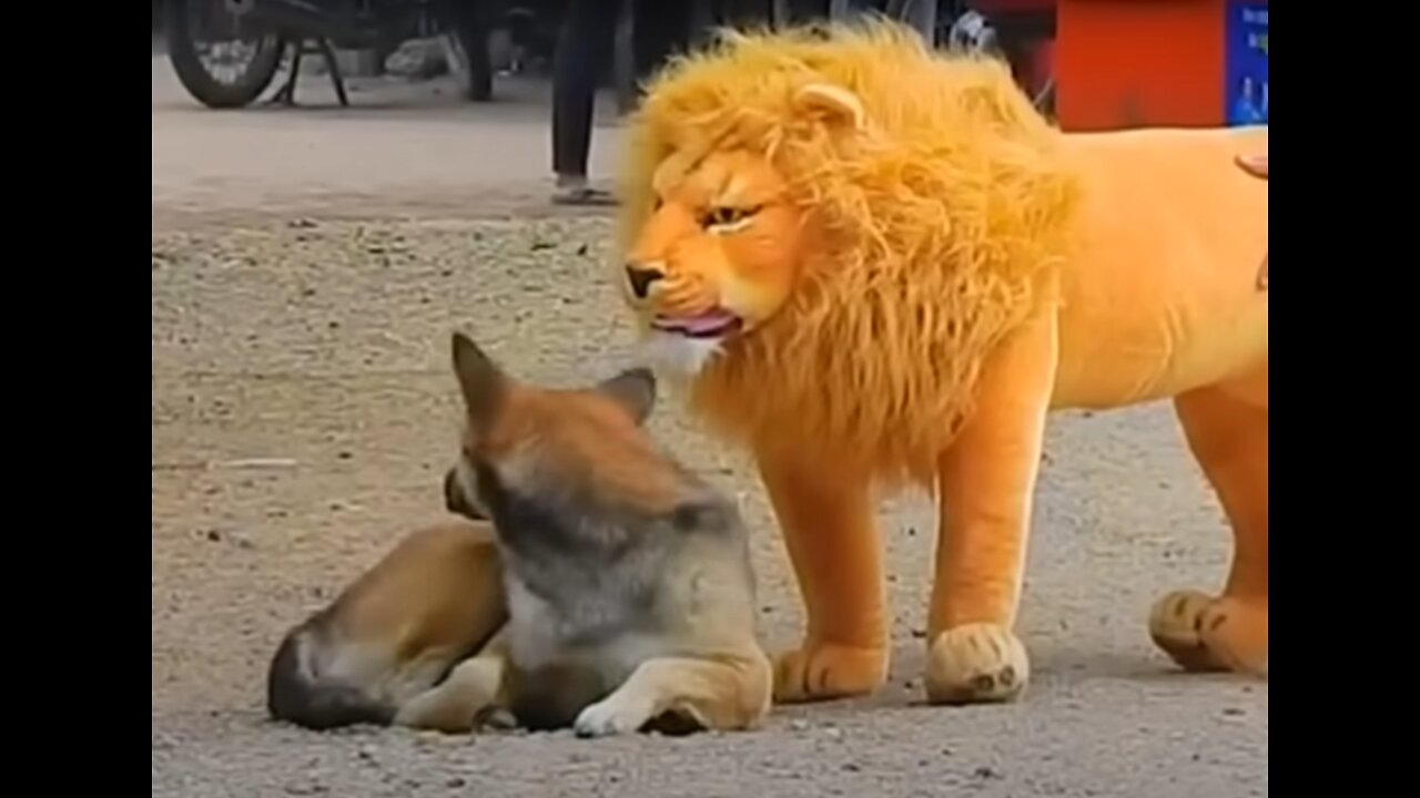 Troll Prank Dog Funny & fake Lion and Fake Tiger Prank To dog & Huge Box Prank to dog