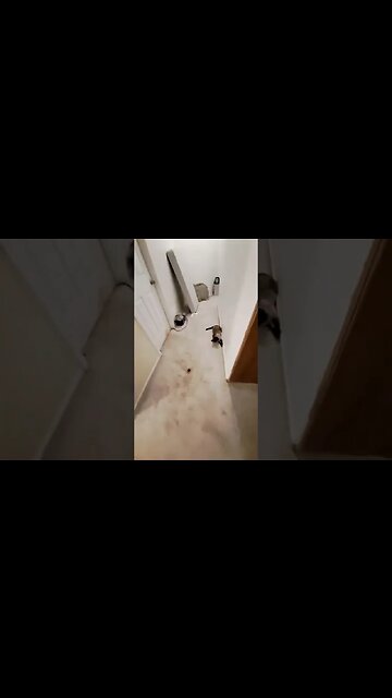 😹CAT CRASHES INTO DOOR! MUST SEE! LMAO! #viral #shortvideo #shortsvideo #mrbeast