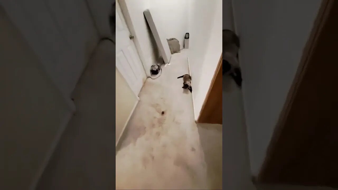 😹CAT CRASHES INTO DOOR! MUST SEE! LMAO! #viral #shortvideo #shortsvideo #mrbeast