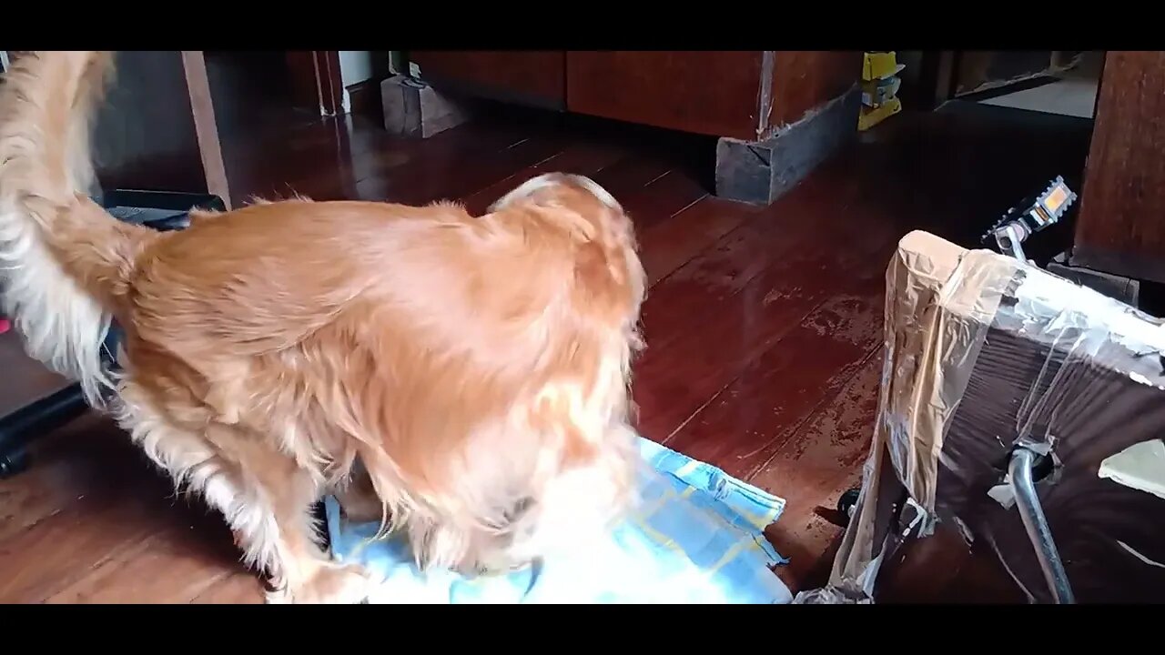 #dogshow , #animals , #dogs