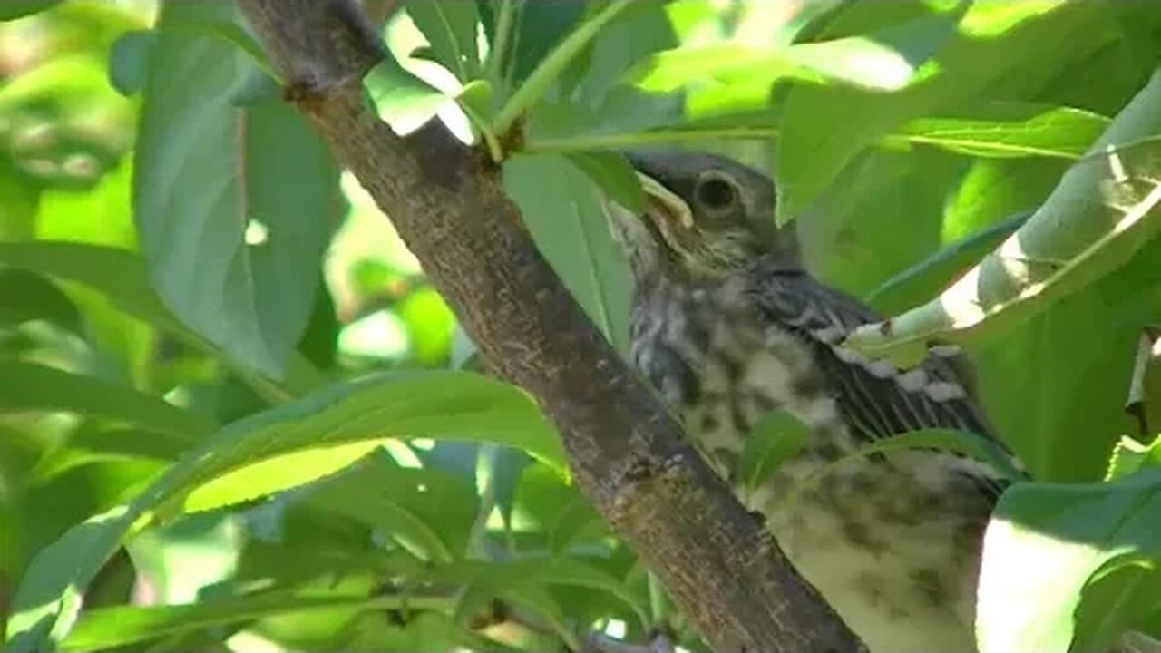 UPDATE: The Mockingbird babies are leaving the nest