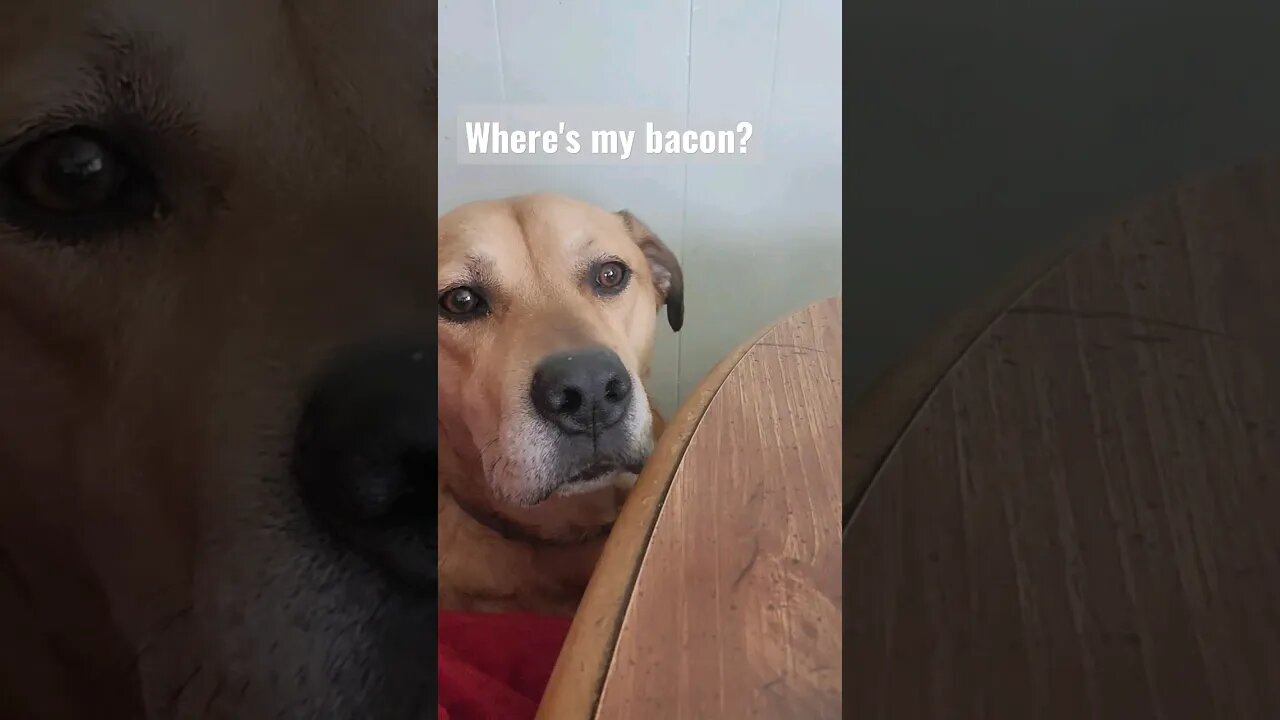 Where's mine momma? #bacon #wheresmine #lifewithdogs