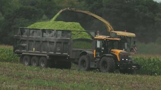 Big X chopping maize silage