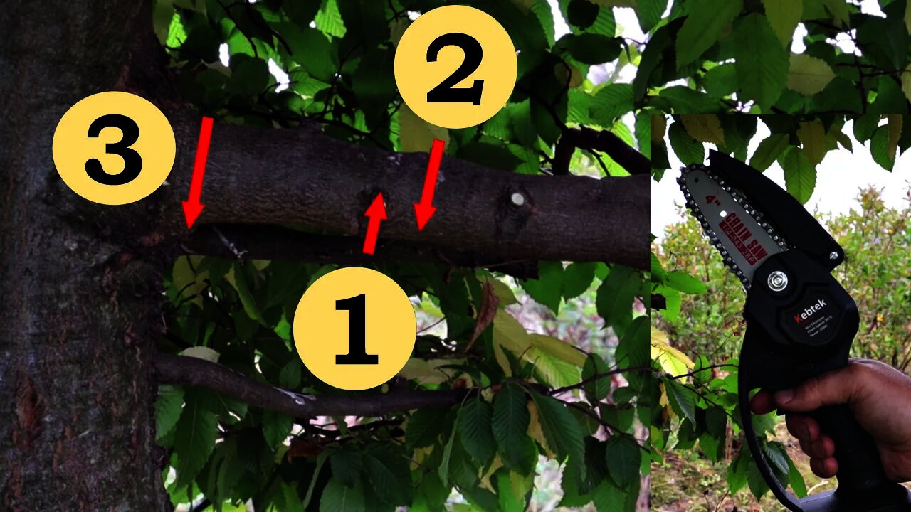 Pruning Tree Limbs Properly (Cordless Chainsaw)