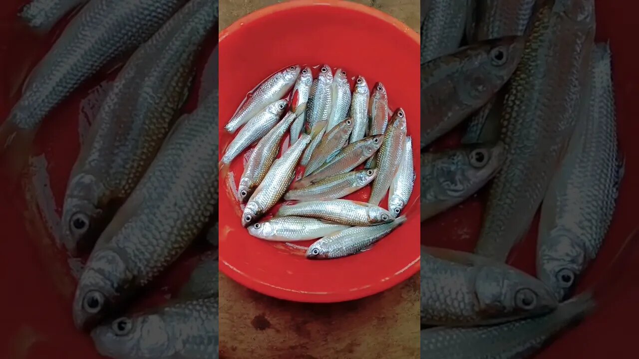 yummy fish😍😍😍😍😋😋@BENGALCOOKING #shorts #youtubeshorts #viral #viralshorts #trending #trendingshorts