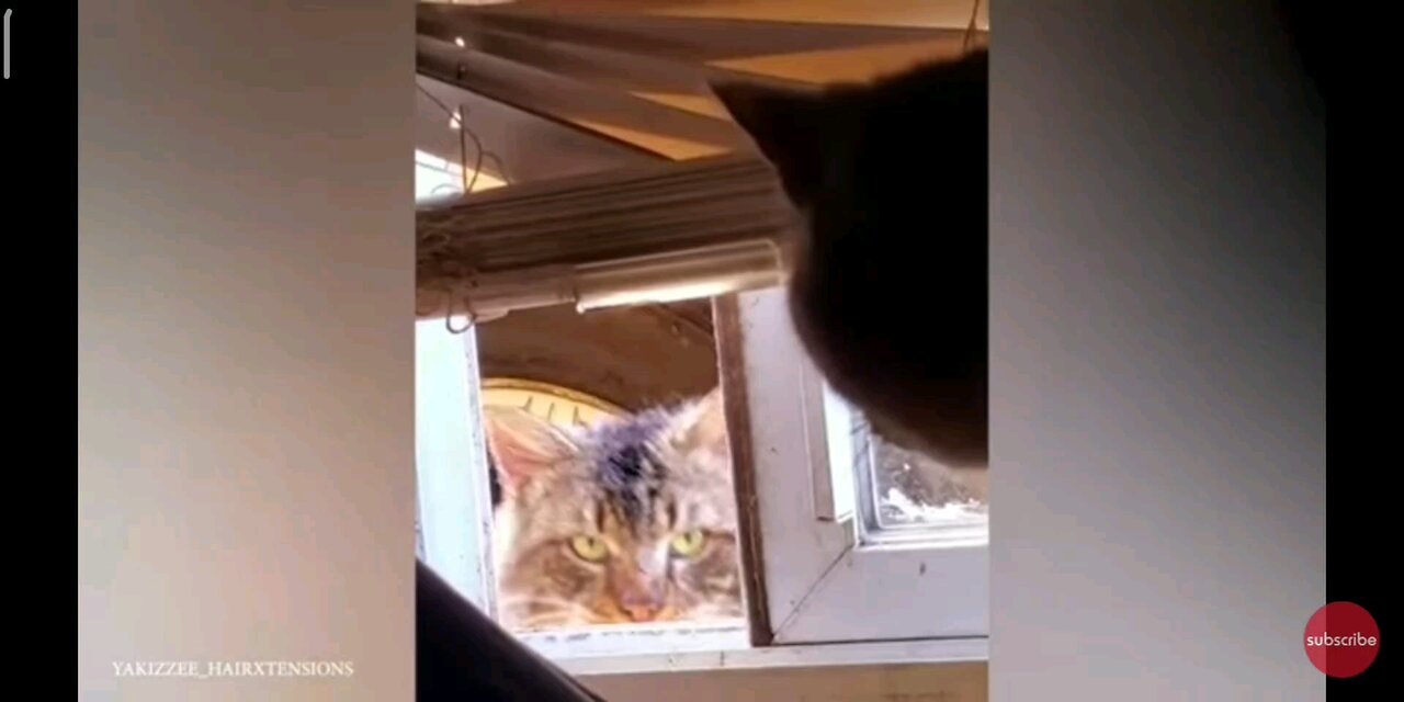 Funny animals part 1