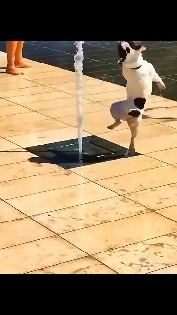 【 Funny dogs compilation 】Crazy dogs