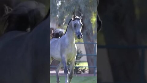 #shorts #beautiful horses are running in water