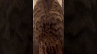 Cats don’t care about your personal space.