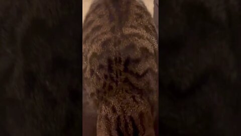 Cats don’t care about your personal space.