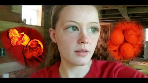 Chickmergency Storytime!