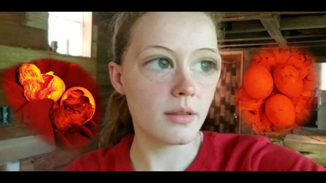 Chickmergency Storytime!
