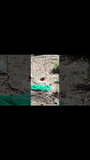King Parrot down out of the tree eating some seed