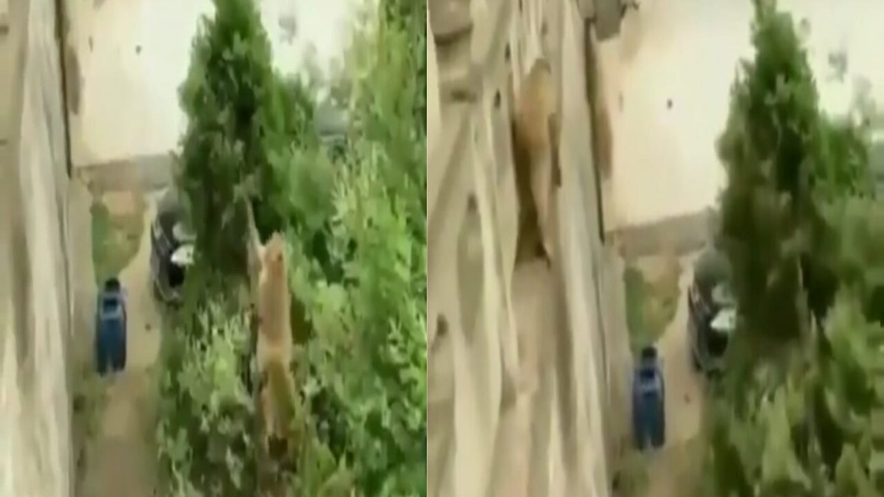 Funny Monkey climb on wall