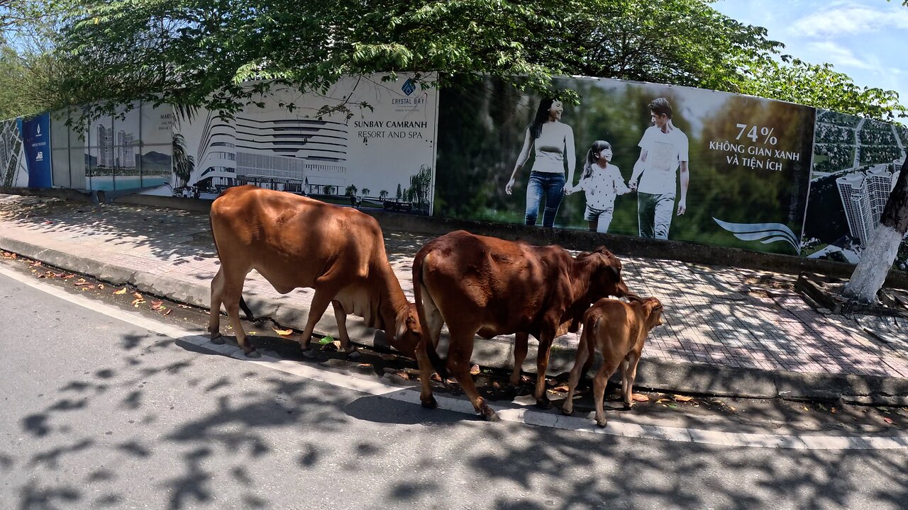 Nha Trang Moto Vlog 🇻🇳 Vlog #11 "Coastal Cows"