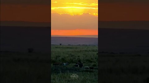 Sunset With Hyenas #shorts | #ShortsAfrica