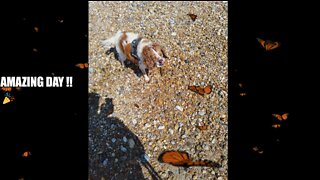 Happy Doggy Saving Pebbles On The Beach