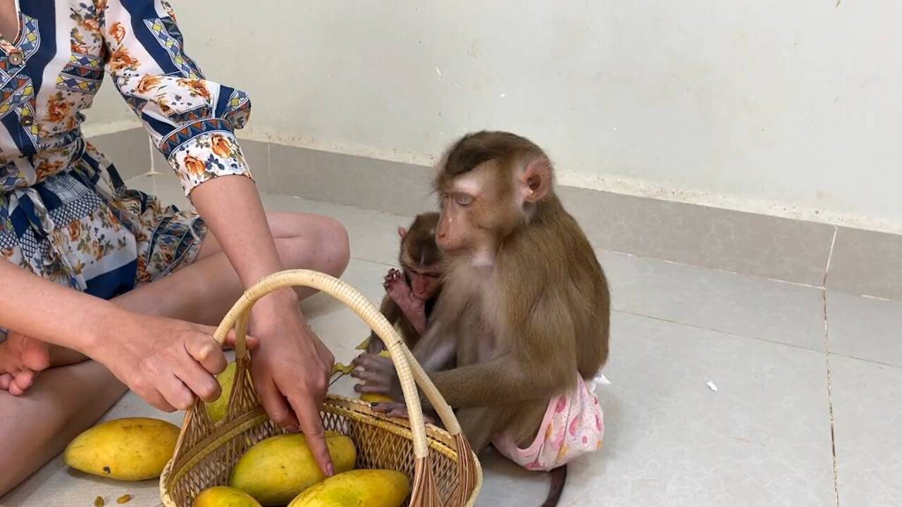 Smart monkey is lovely#4