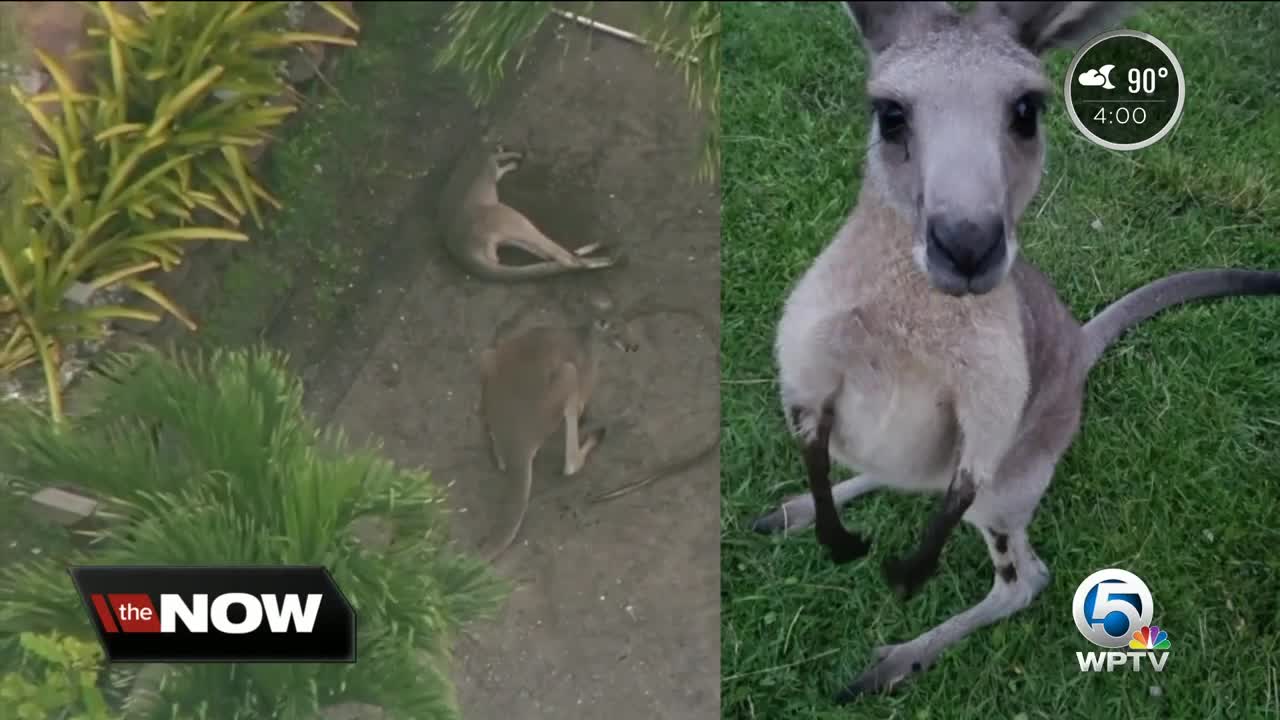 Missing kangaroo is talk of the town in Jupiter Farms