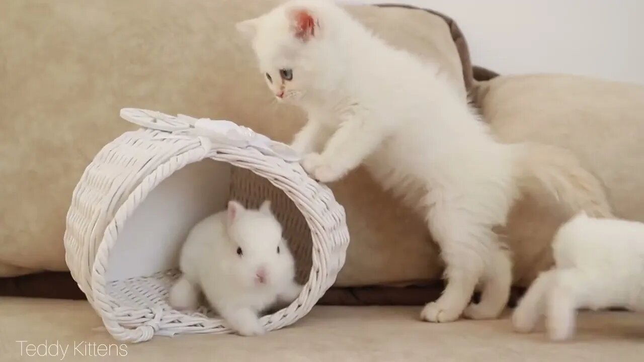 White kitten and white tiny bunnies 🐰 | It's so Сute! 🥰