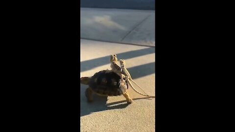 Amazing guys 👆👆👆This tortoise and the lizard are on a journey