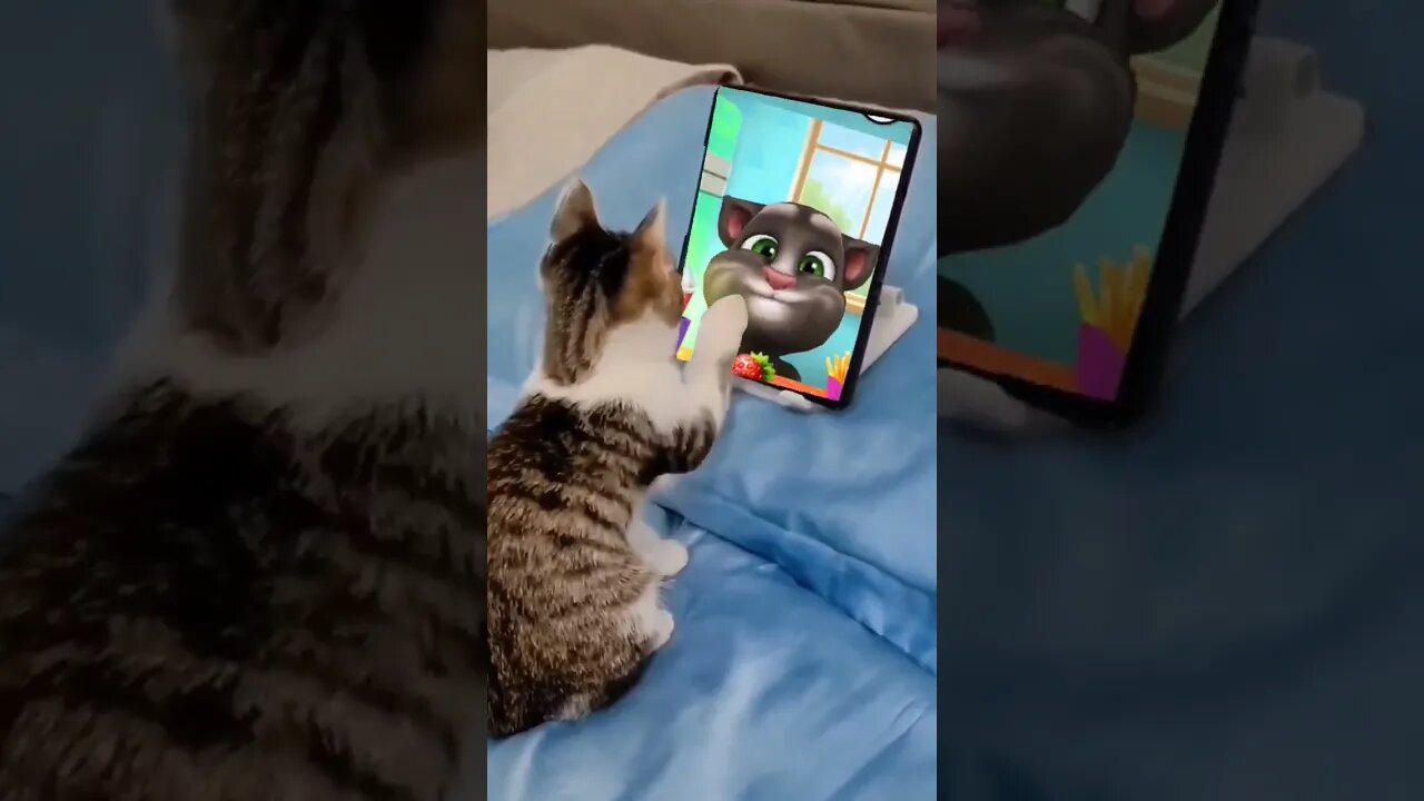 Talking Tom - talkig tom #talkingtom #viral #comofazer #gatotom #talkingangela #dibujos