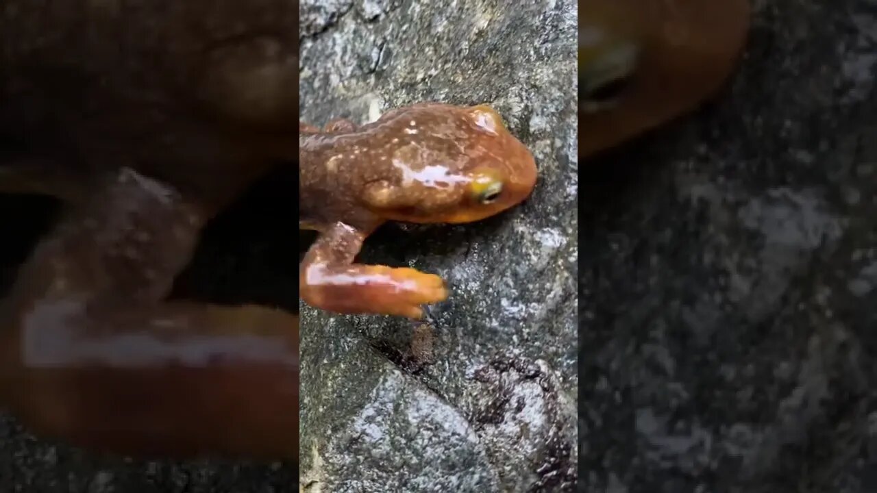 These are the salamanders that are pretty common in the California mountains.
