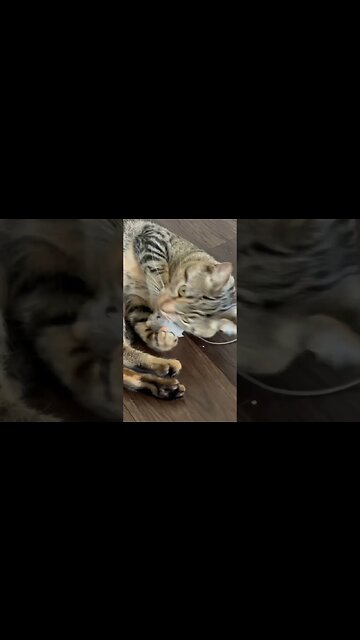 Kitty Cat plays with toy mouse #catsofyoutube #cat