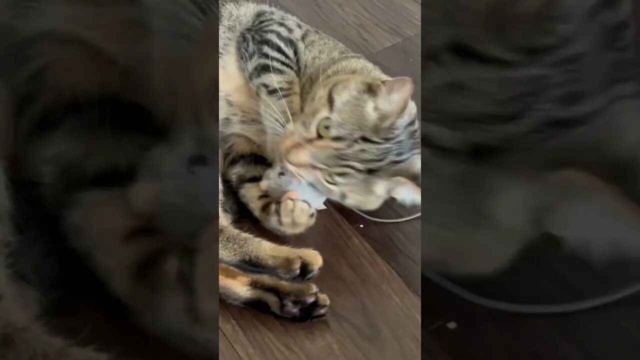 Kitty Cat plays with toy mouse #catsofyoutube #cat