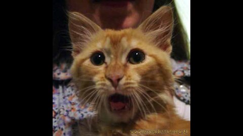 Funniest cats 😹 Funny situations, don't hold back in laughter 😂